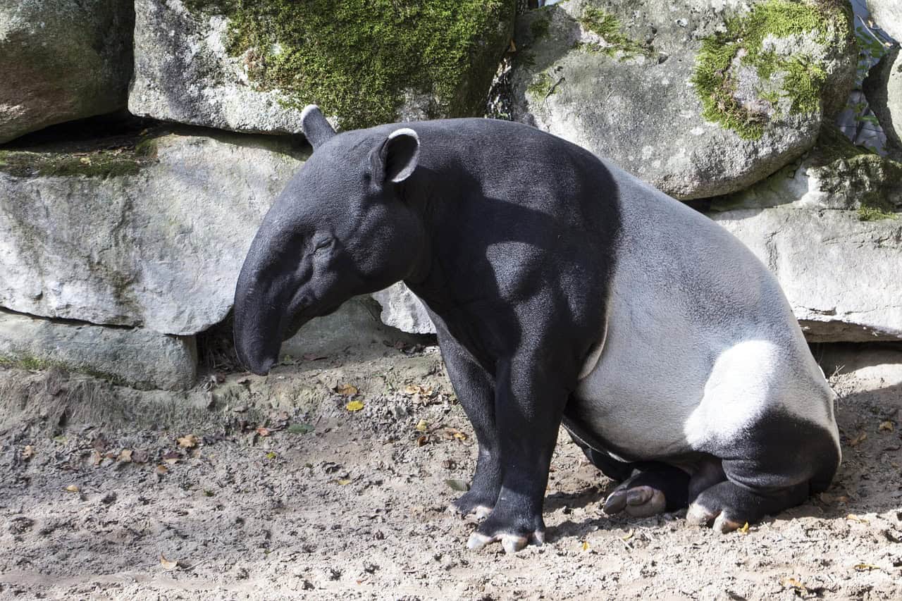 Tigers and Asian Tapir Survival Strategies (image credits: pixabay)