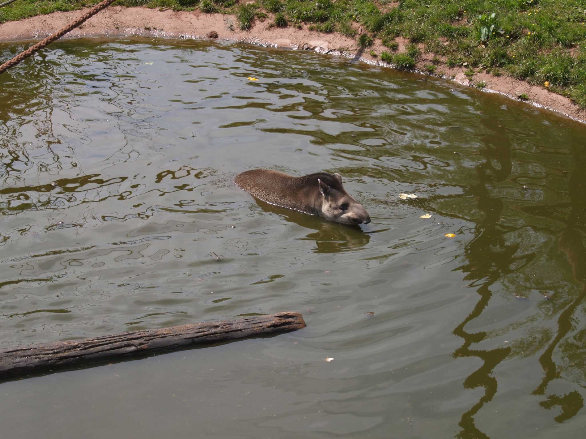 The Physics of Tapir Swimming (image credits: wikimedia)