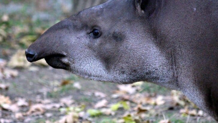 Why Tapirs Swim to Escape Predators