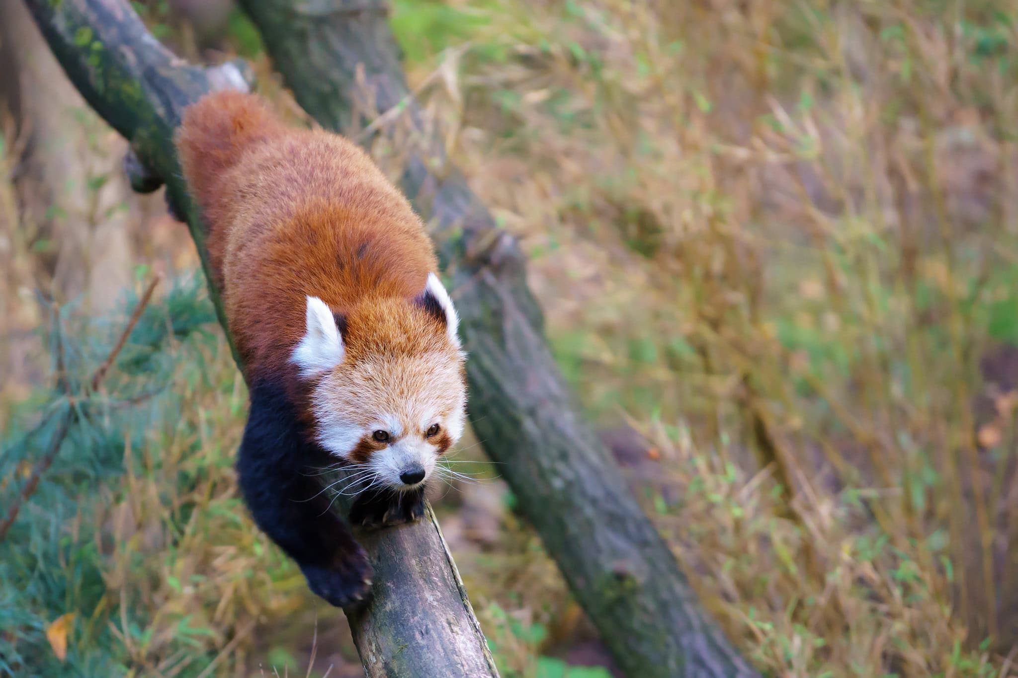 Behavioral Differences Reveal Evolutionary Divergence (image credits: wikimedia)