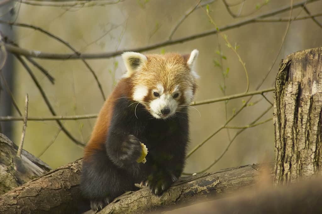 Conservation Status Reflects Different Threats