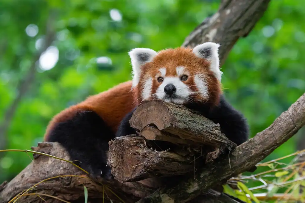 Why Red Pandas Aren't Actually Related to Giant Pandas