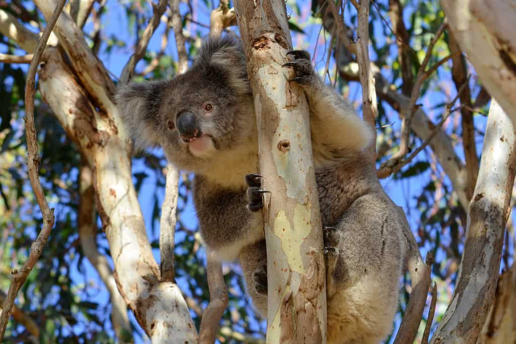 Aggressive Responses to Rival Scents (image credits: flickr)