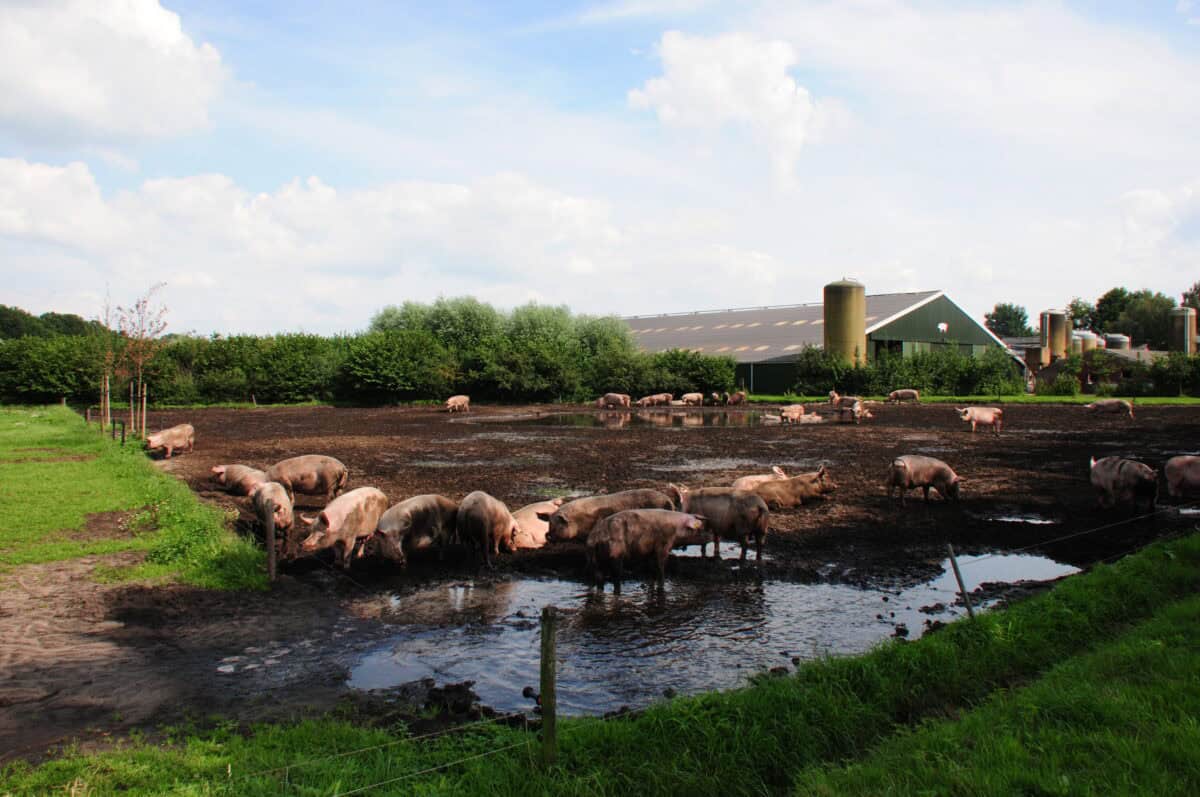 Alternative Approaches: Pasture-Based Systems