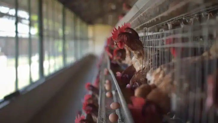Are Factory Farms Ethically Defensible? A Look at Both Sides