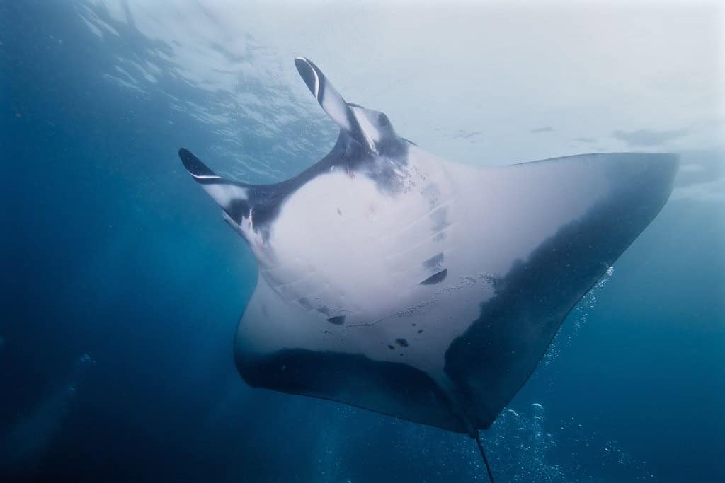 Massive Manta Ray Encounters (image credits: flickr)