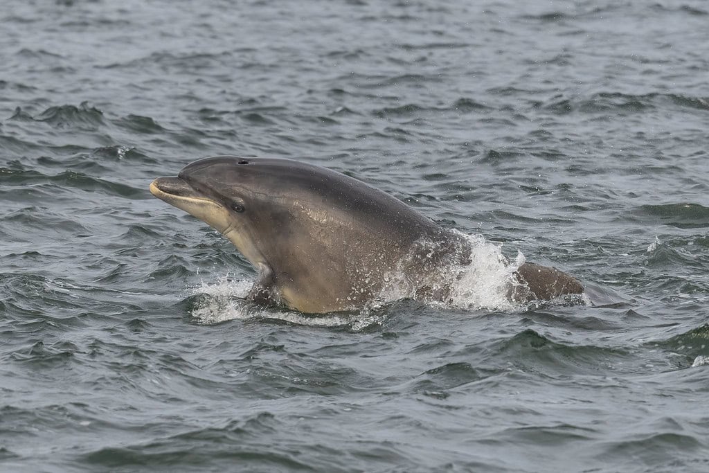 Dolphins Thriving in New York Harbor (image credits: flickr)
