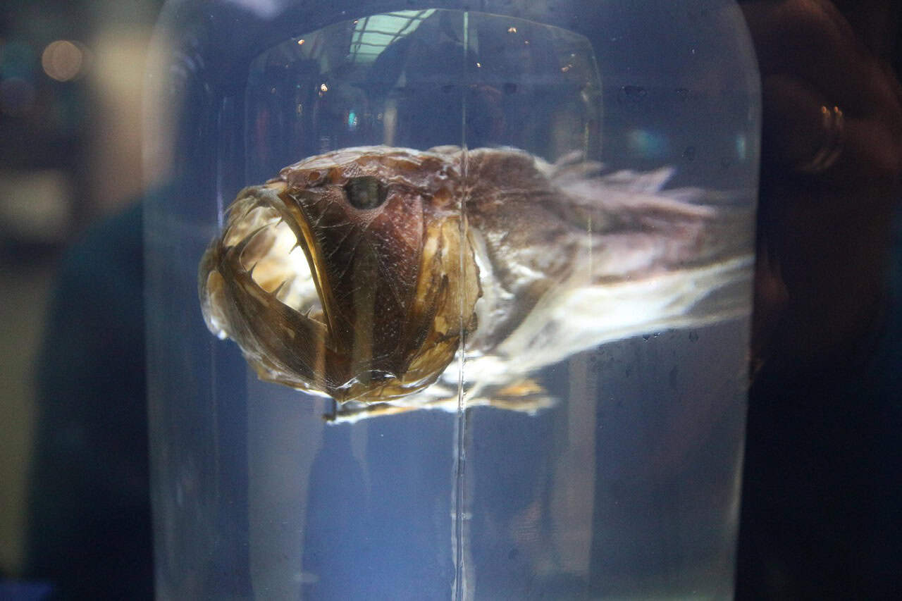 Rare Deep-Sea Fish Species (image credits: pixabay)