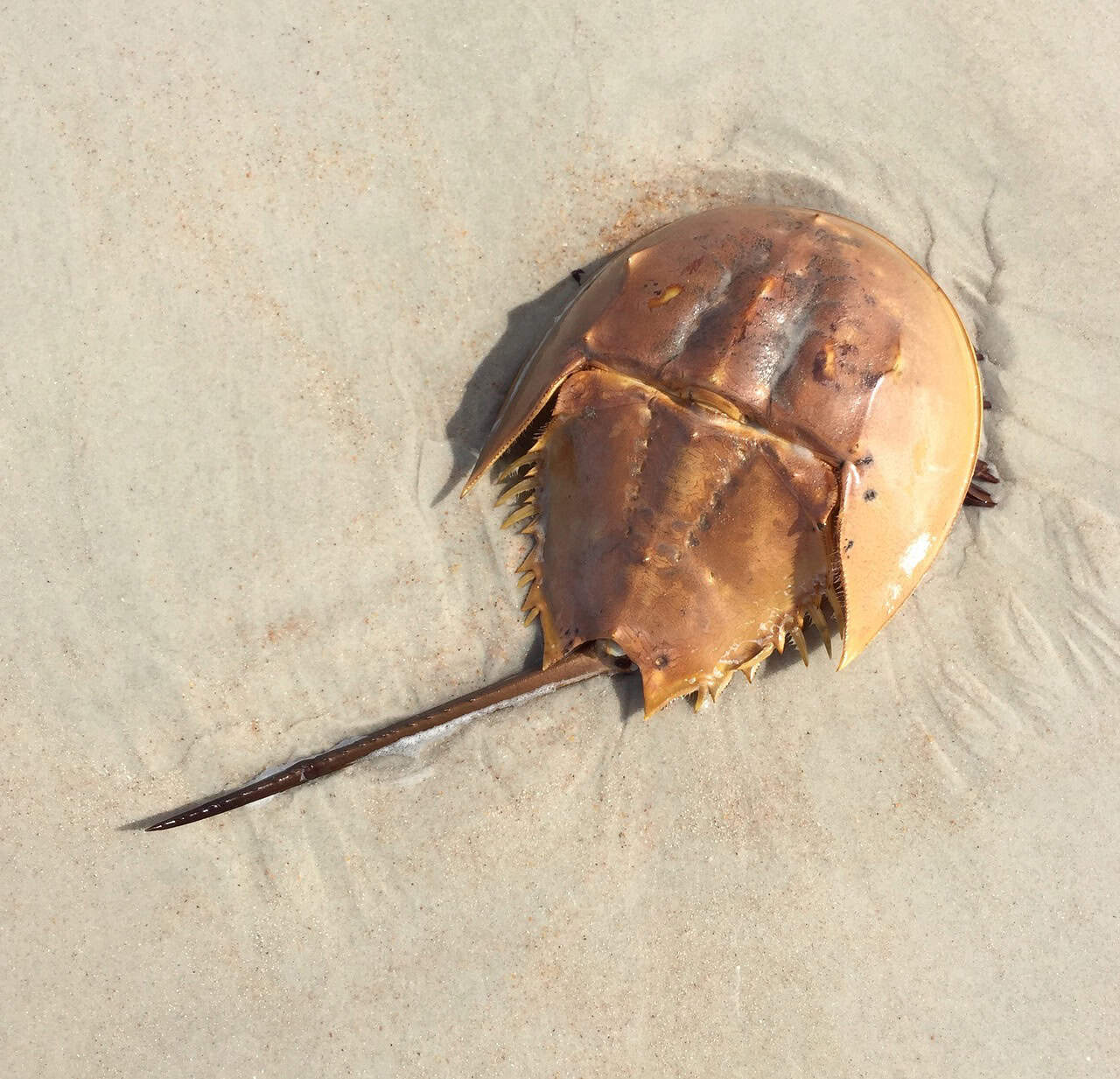 Horseshoe Crabs and Ancient Ecosystems (image credits: pixabay)