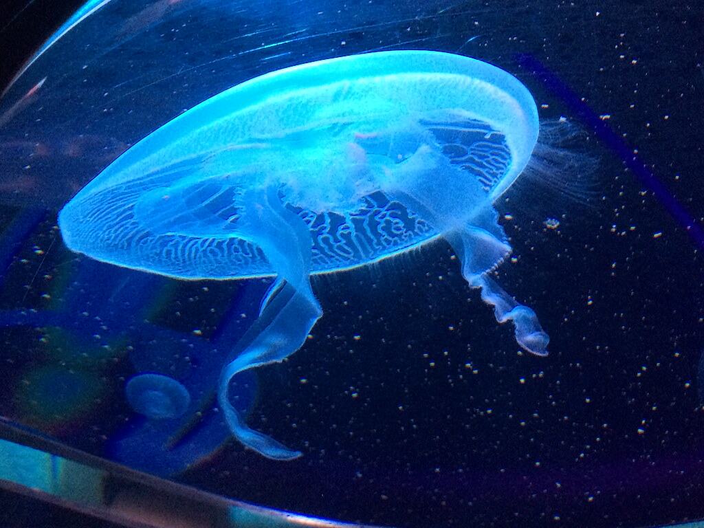 Unexpected Jellyfish Blooms