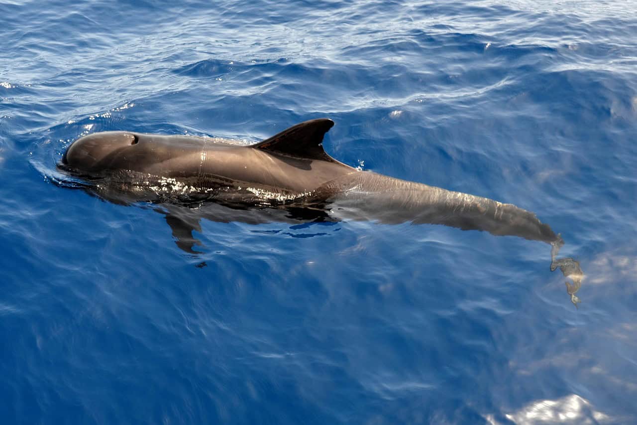 Rare Marine Mammals (image credits: pixabay)