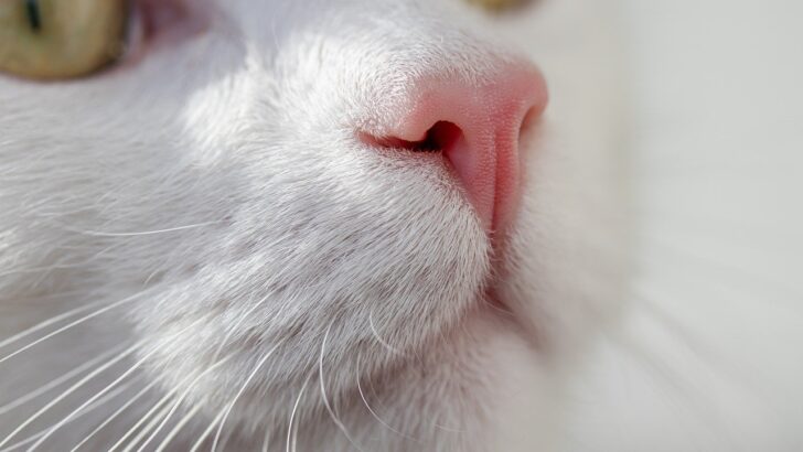 The Animal That Smells the Best From the Furthest Away