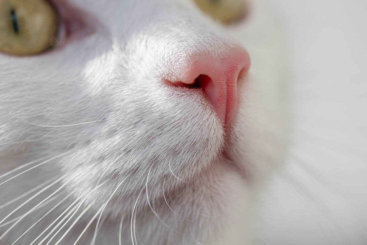 The Science Behind the Feline Nose Touch (image credits: pixabay)