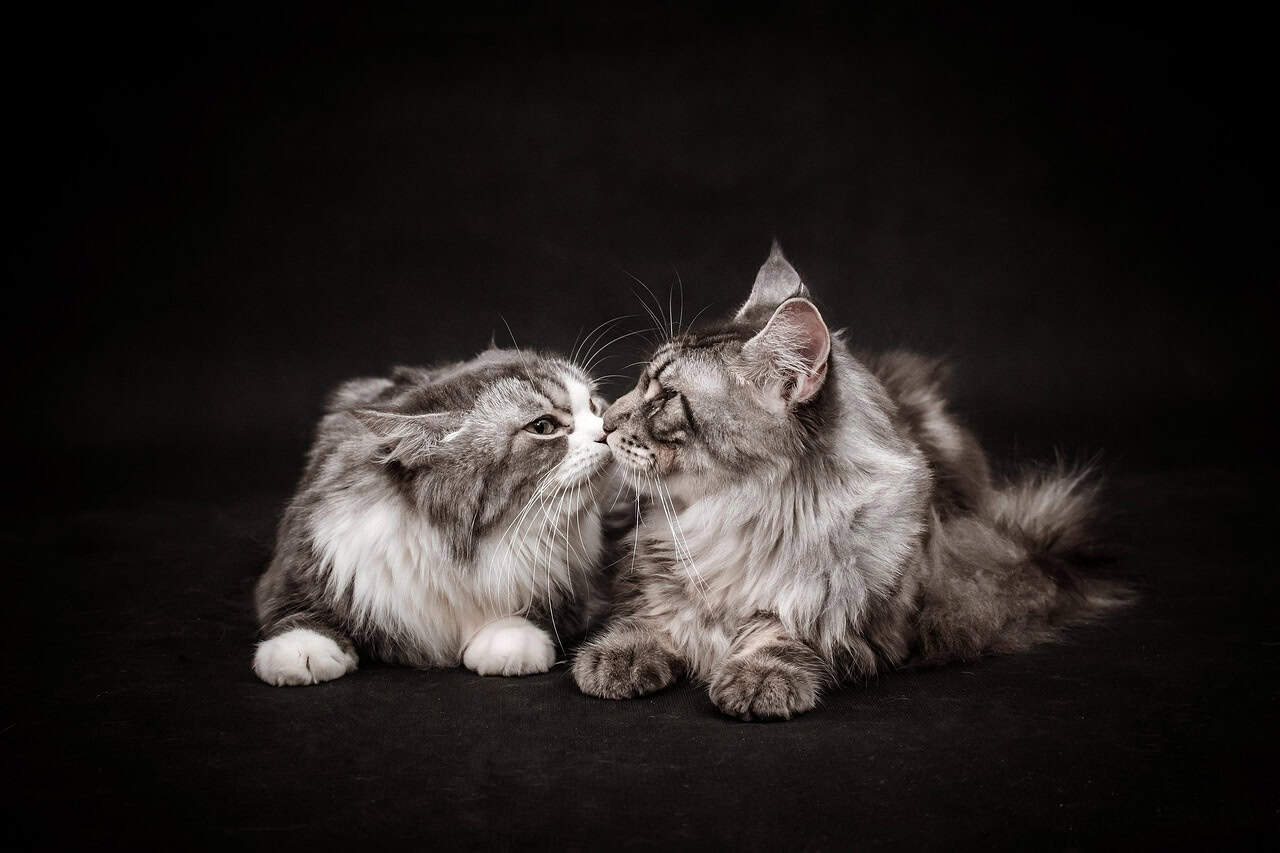Mother-Kitten Bonding Through Nose Contact (image credits: pixabay)