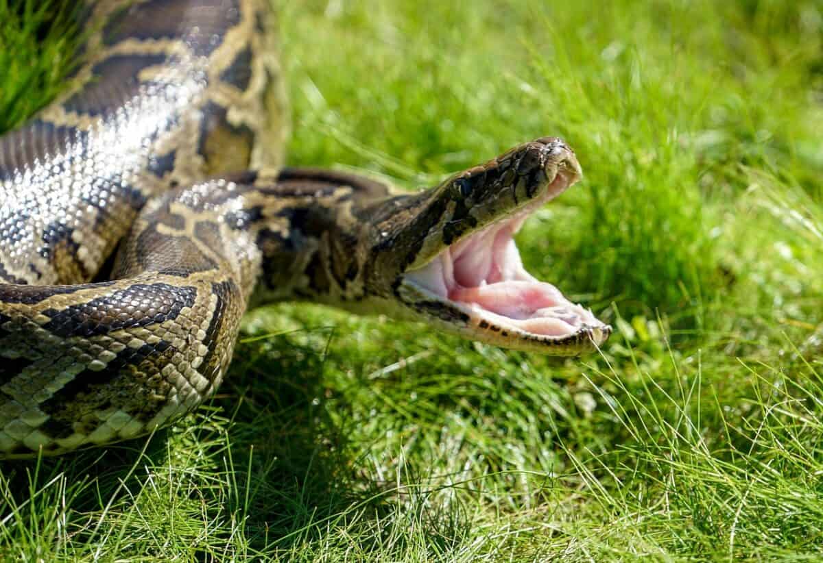 The Ecological Impact of Giant Pythons