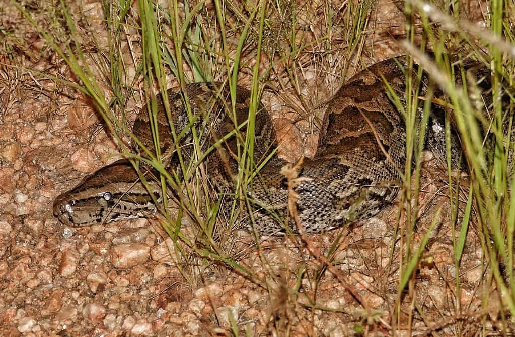 Hunting Strategies of Record-Breaking Pythons (image credits: flickr)