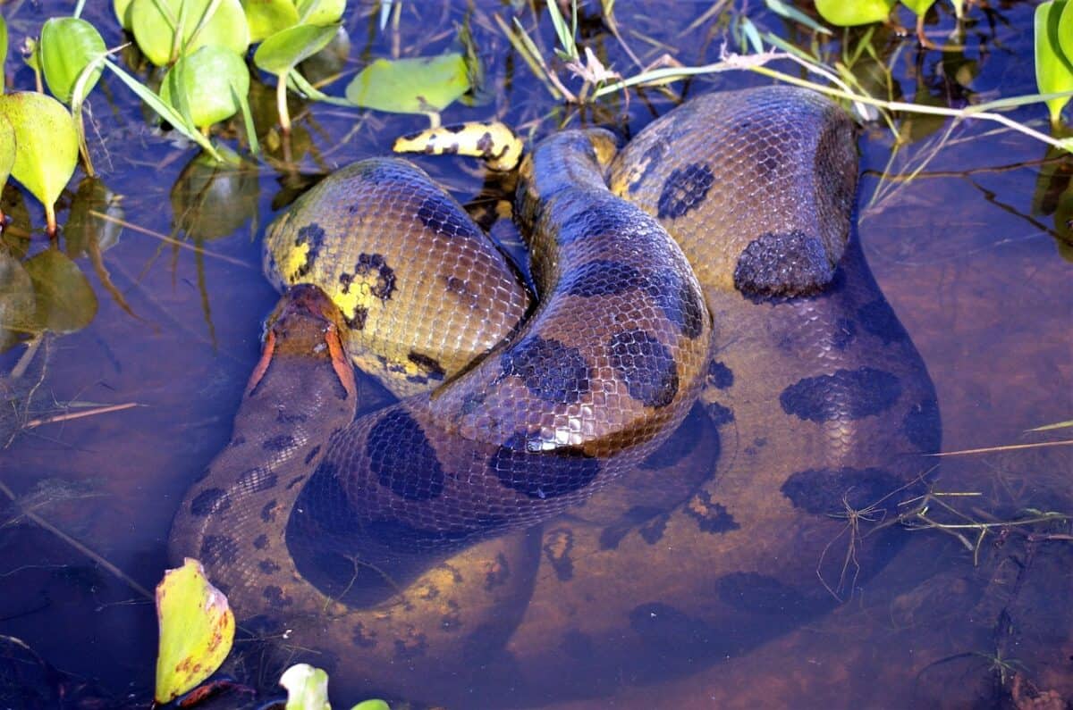 Comparison with Other Record-Holding Snakes