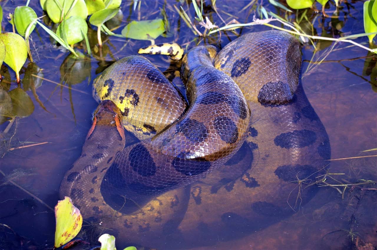 Comparison with Other Record-Holding Snakes (image credits: pixabay)