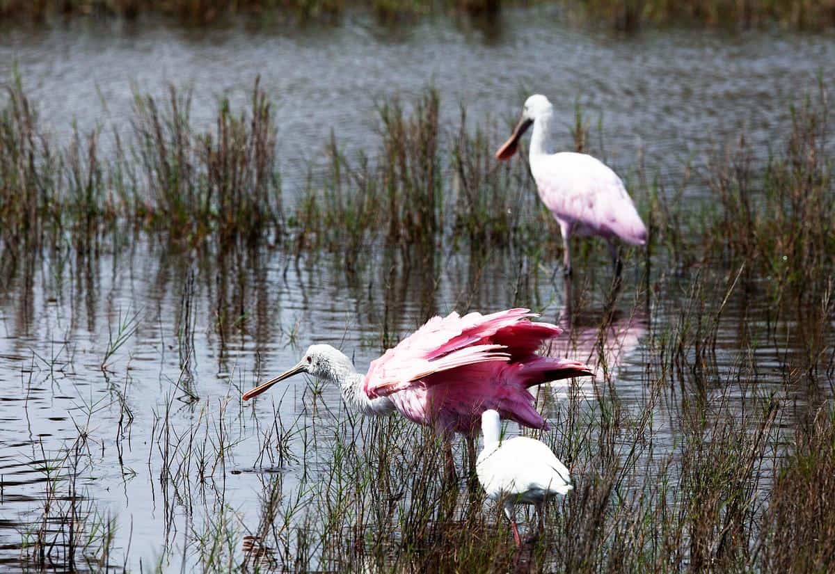 Native Wildlife Recovery and Protection (image credits: rawpixel)