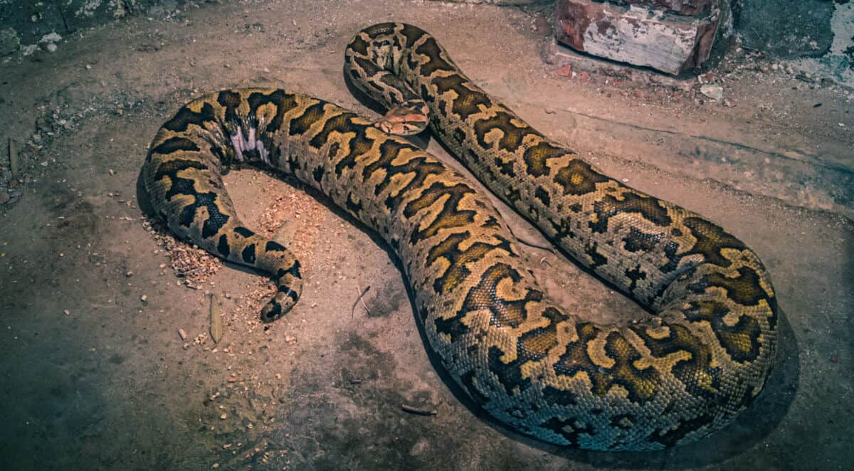 Meet the Heaviest Snake Ever Captured in Florida