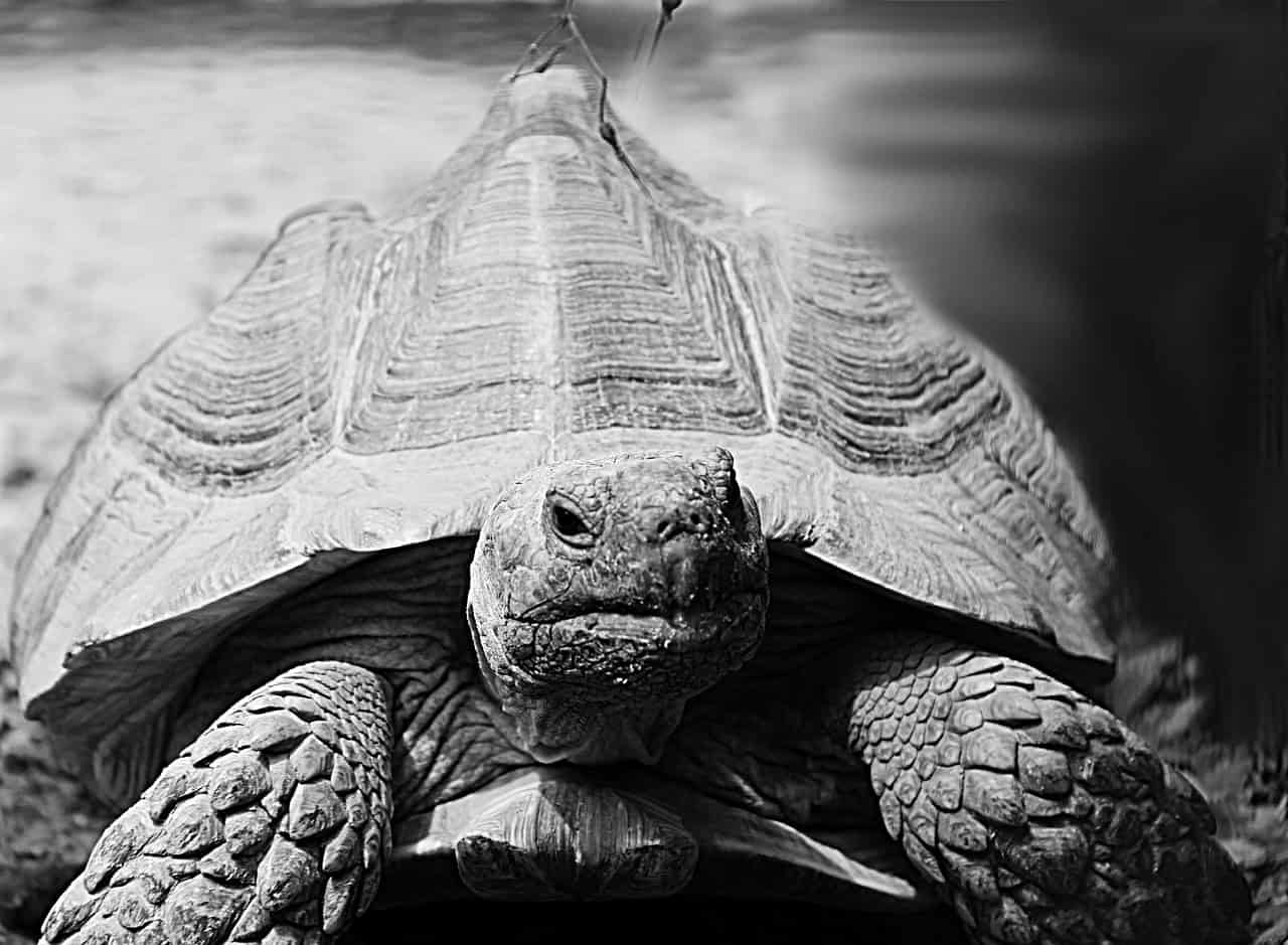 Meet Jonathan: The Ancient Giant of St. Helena (image credits: pixabay)