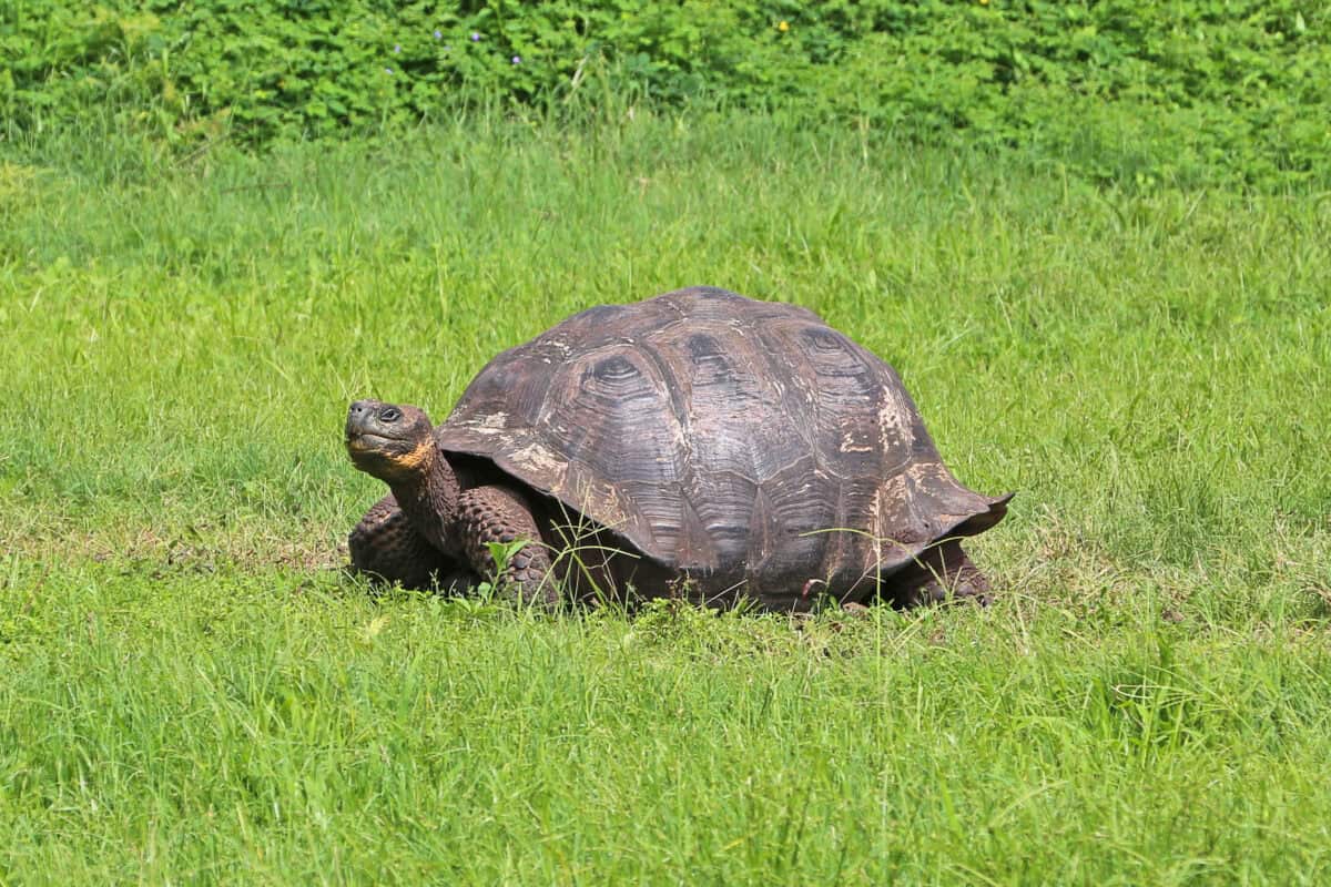 Conservation Efforts Inspired by Jonathan's Story