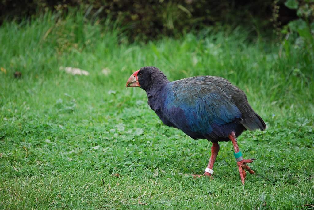 Takahē: New Zealand's Flightless Wonder Returns (image credits: wikimedia)