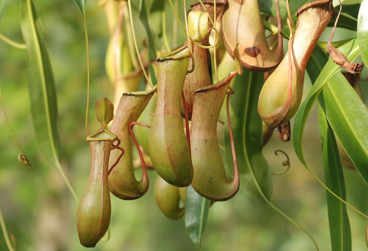 Attenborough's Pitcher Plant: A Botanical Rediscovery (image credits: pixabay)