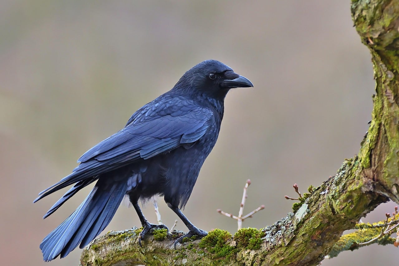 Banggai Crow: Indonesia's Forgotten Corvid (image credits: pixabay)