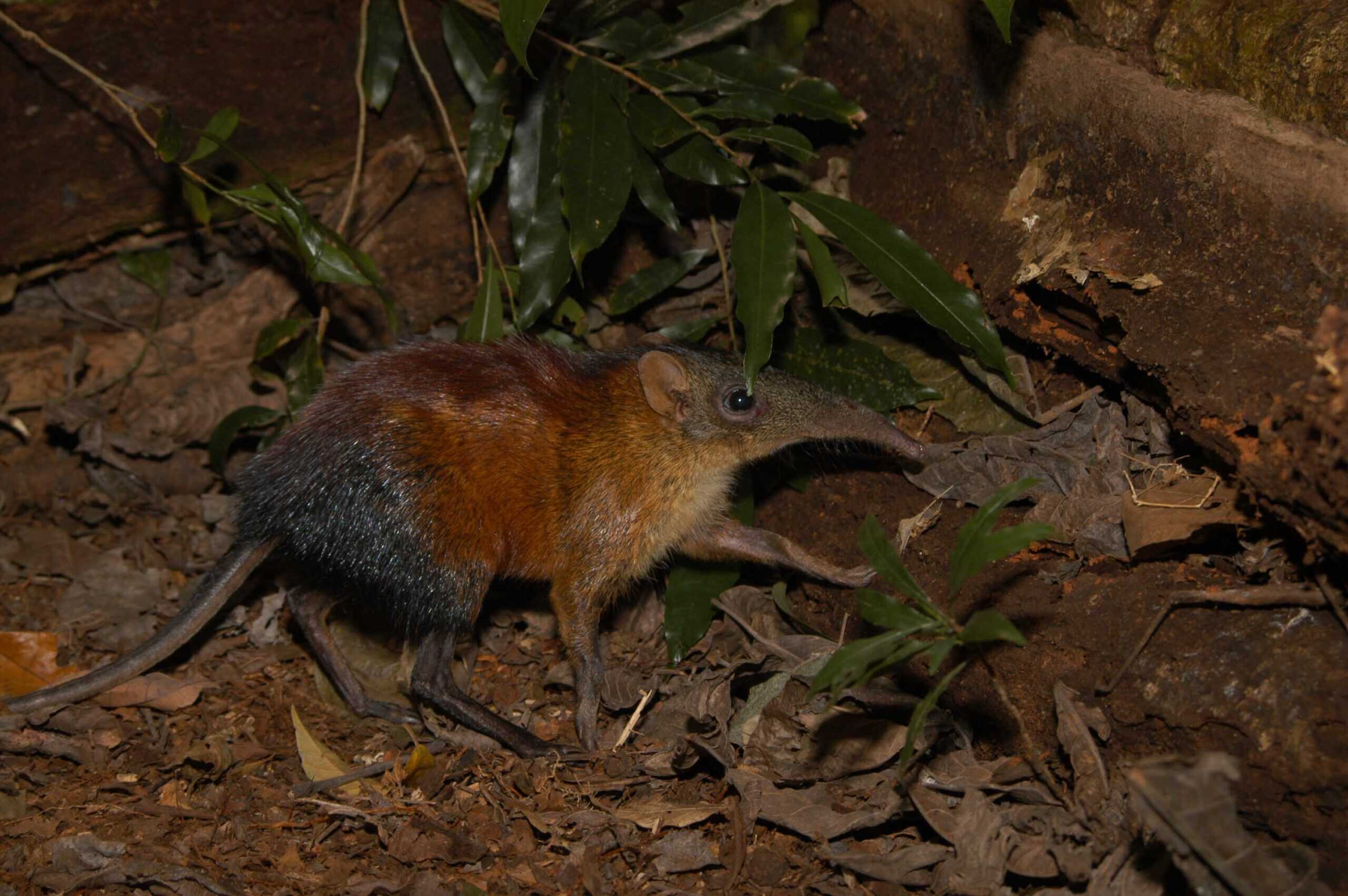 Somali Sengi: The Elephant Shrew's Surprising Return (image credits: wikimedia)