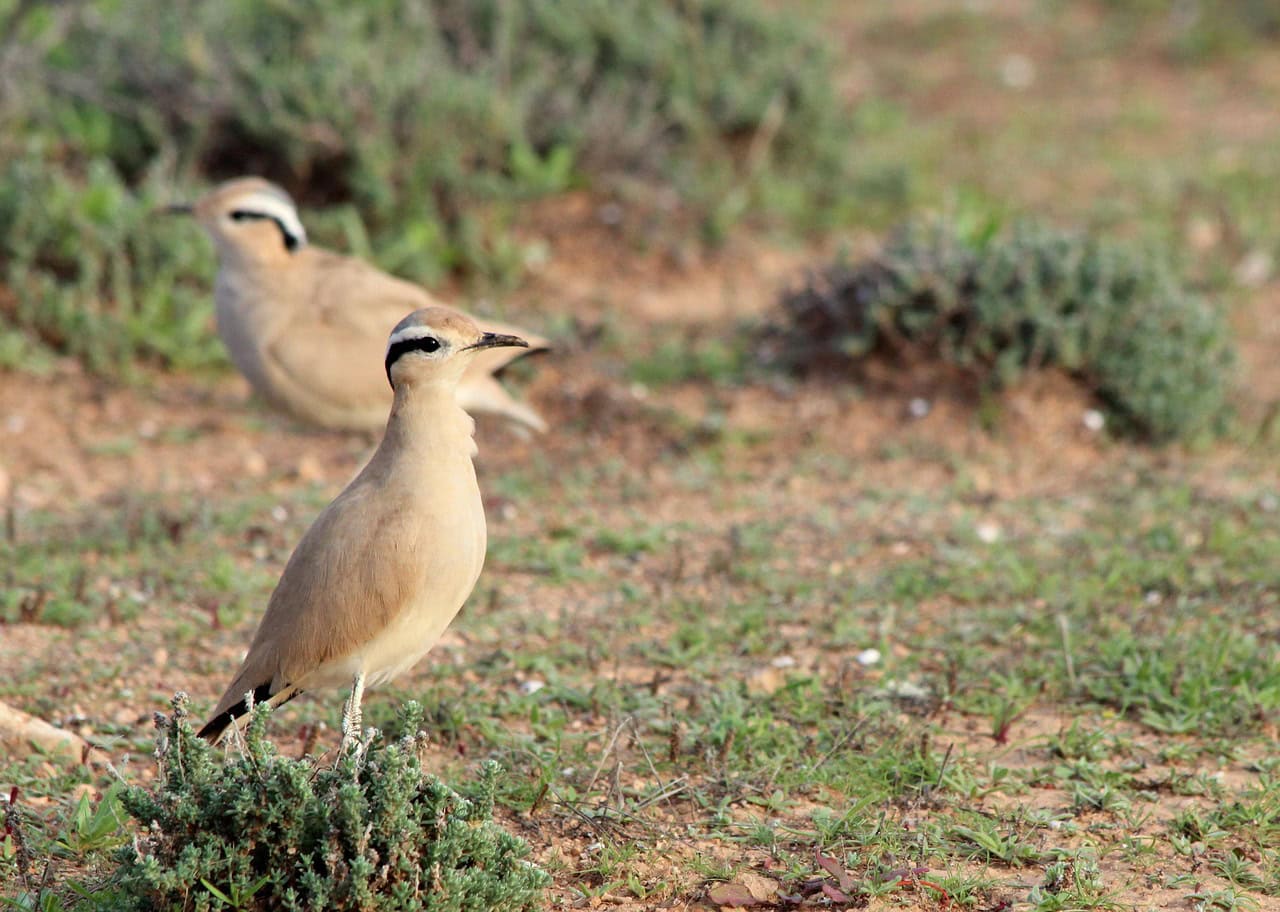 Jerdon's Courser: India's Nocturnal Mystery (image credits: pixabay)
