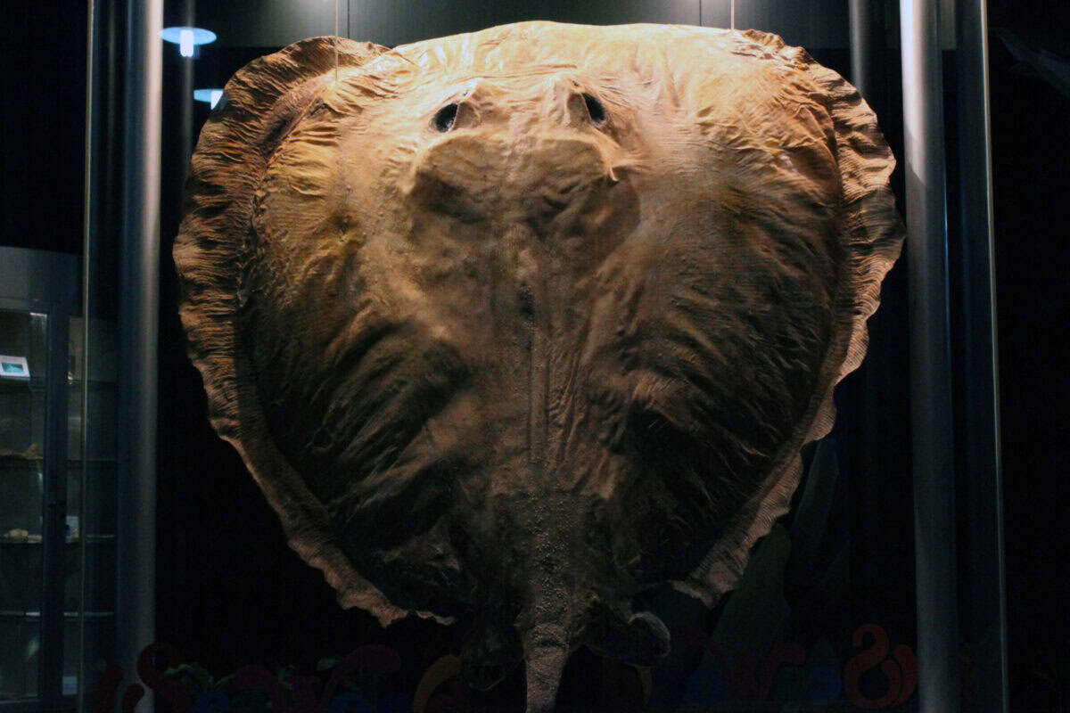 The Mekong Giant: An Aquatic Colossus