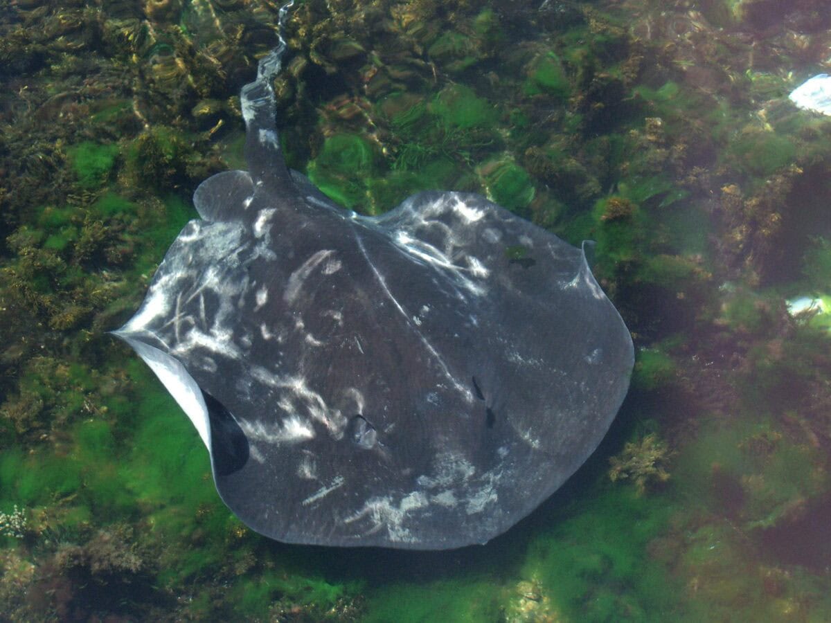 Unique Adaptations for River Life