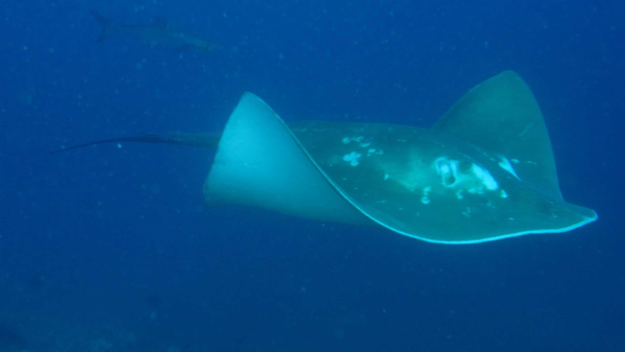 Comparing Giants: Freshwater vs. Marine (image credits: wikimedia)
