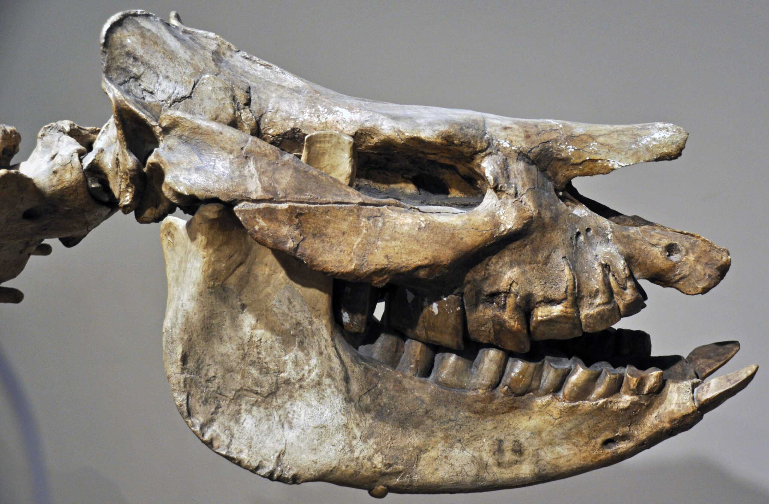 The Missing Horn That Changed Everything (image credits: wikimedia)
