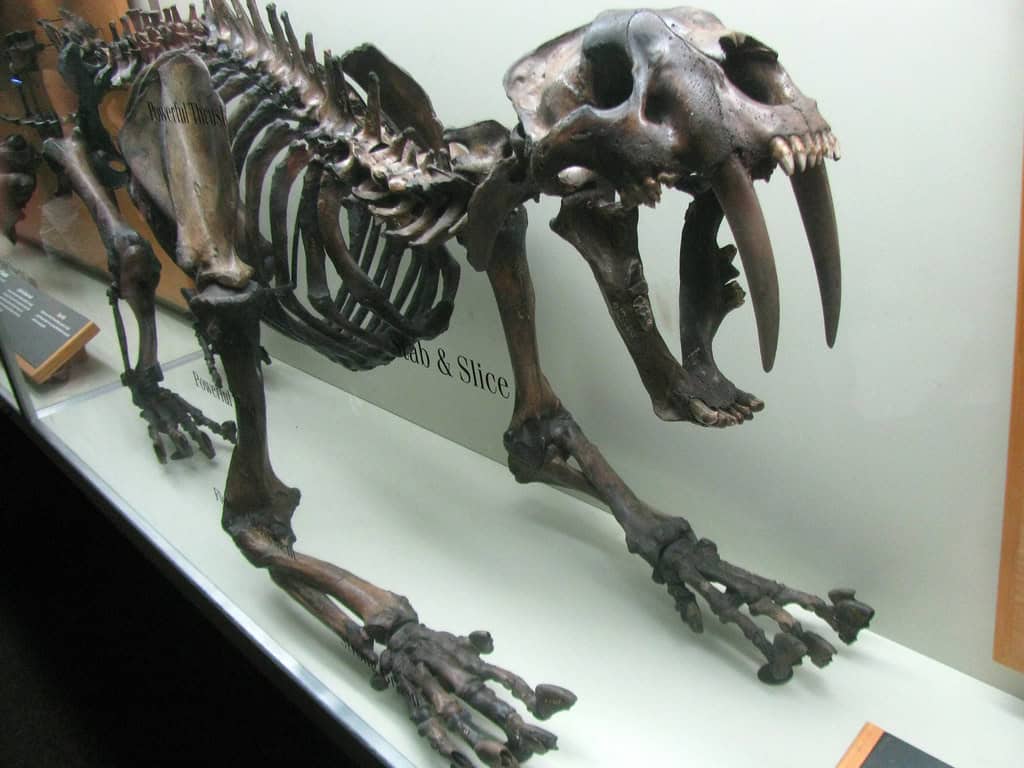 Predators and Threats in the Ancient World (image credits: flickr)