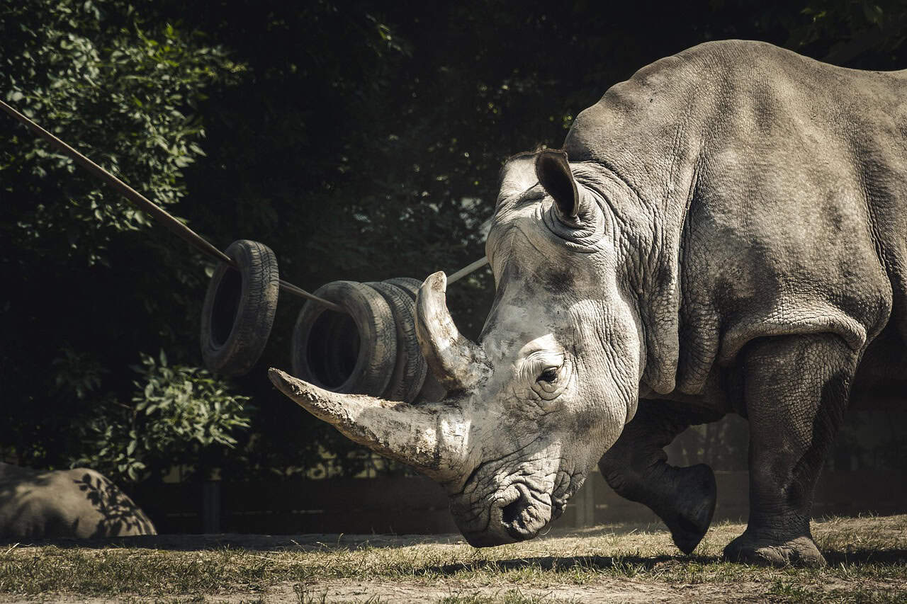 Comparative Anatomy with Modern Rhinos (image credits: pixabay)