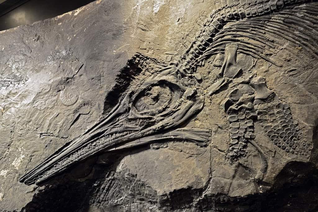 Exceptional Preservation and Fossil Windows (image credits: flickr)