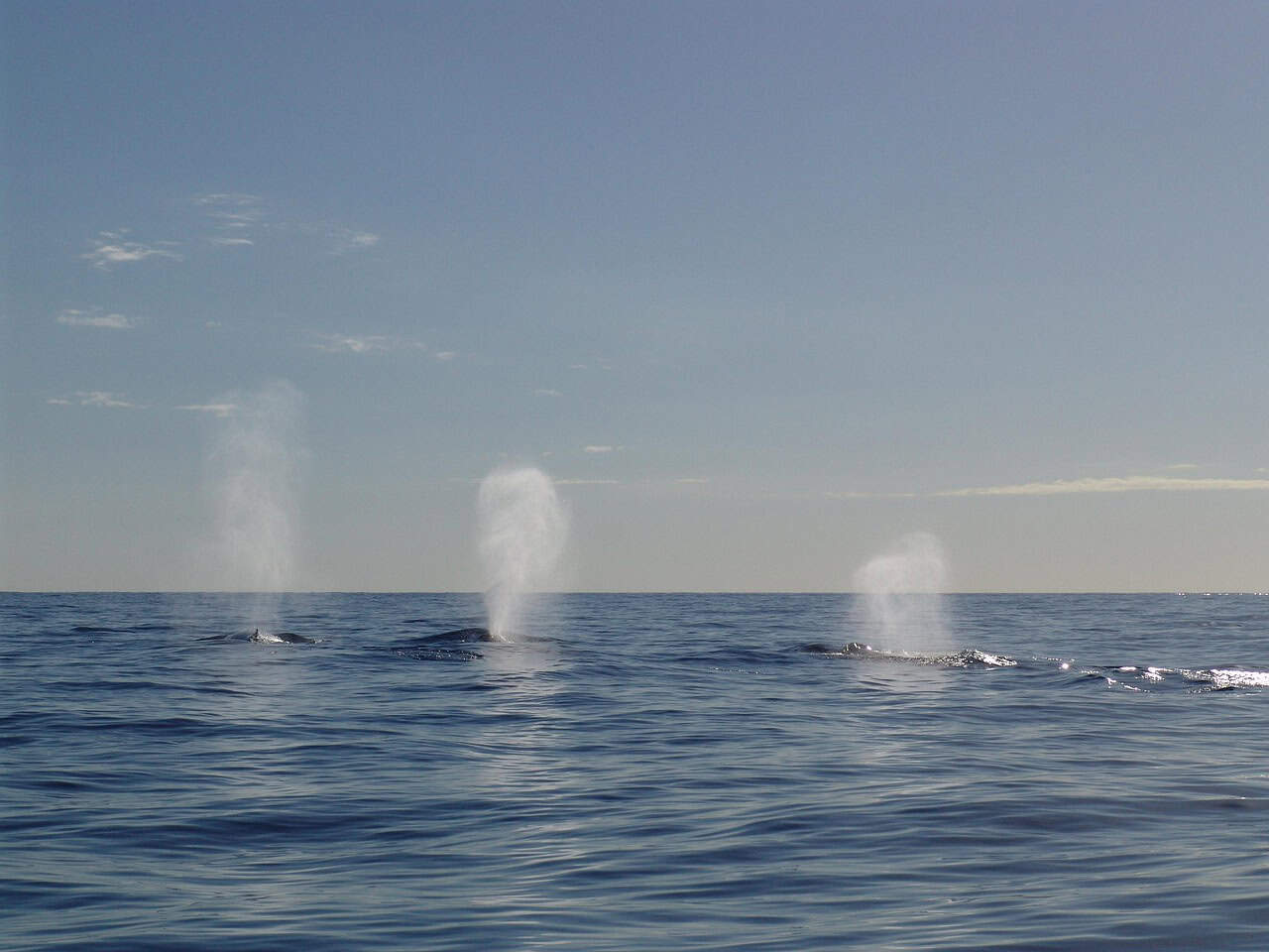 The Whale Connection (image credits: pixabay)