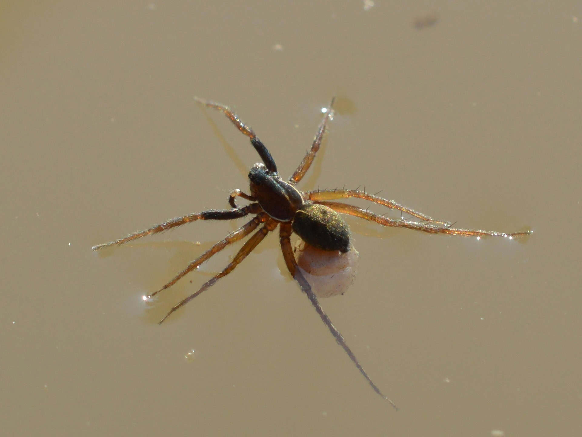 1. Wolf Spider (image credits: wikimedia)