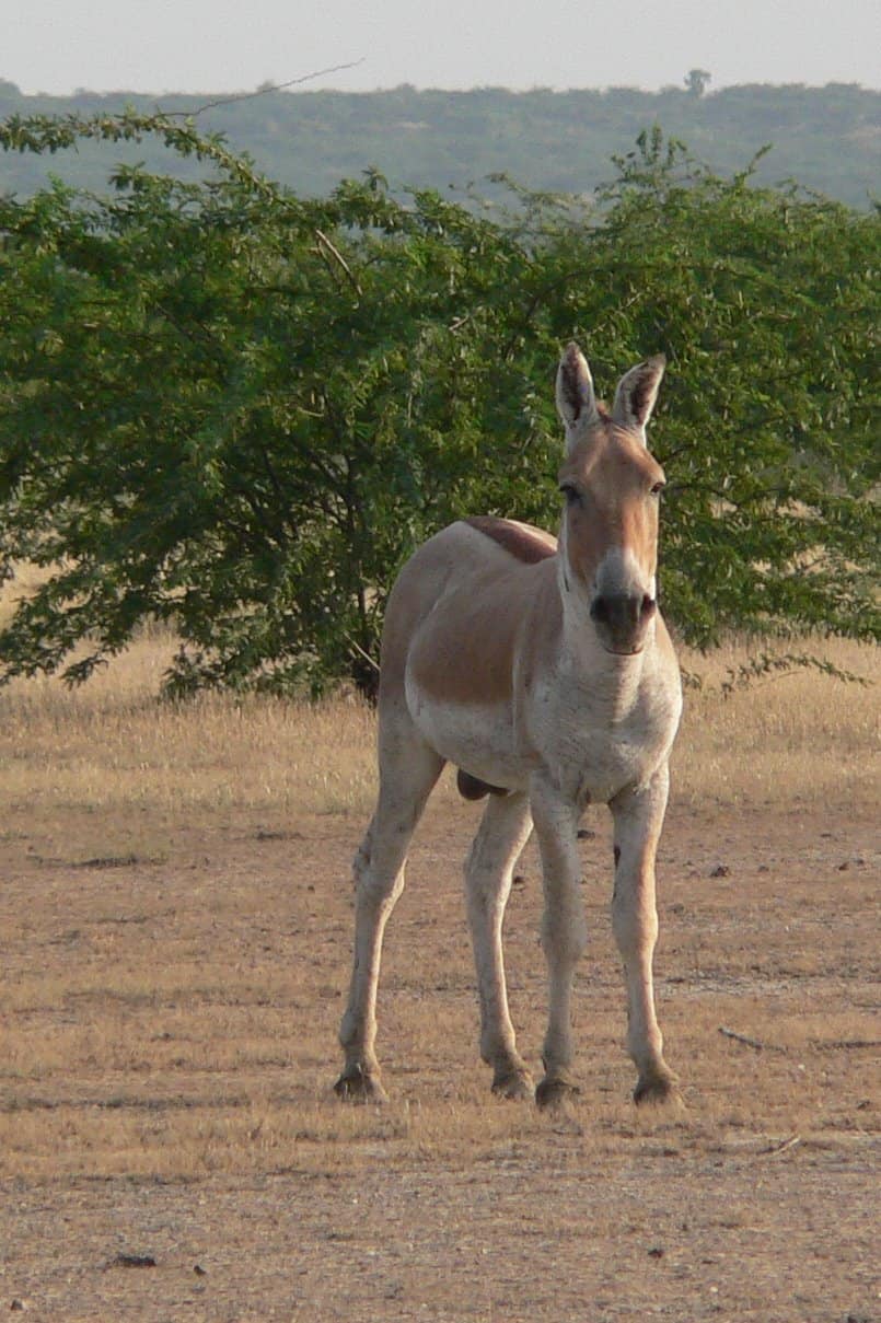 12. Persian Onager (image credits: wikimedia)