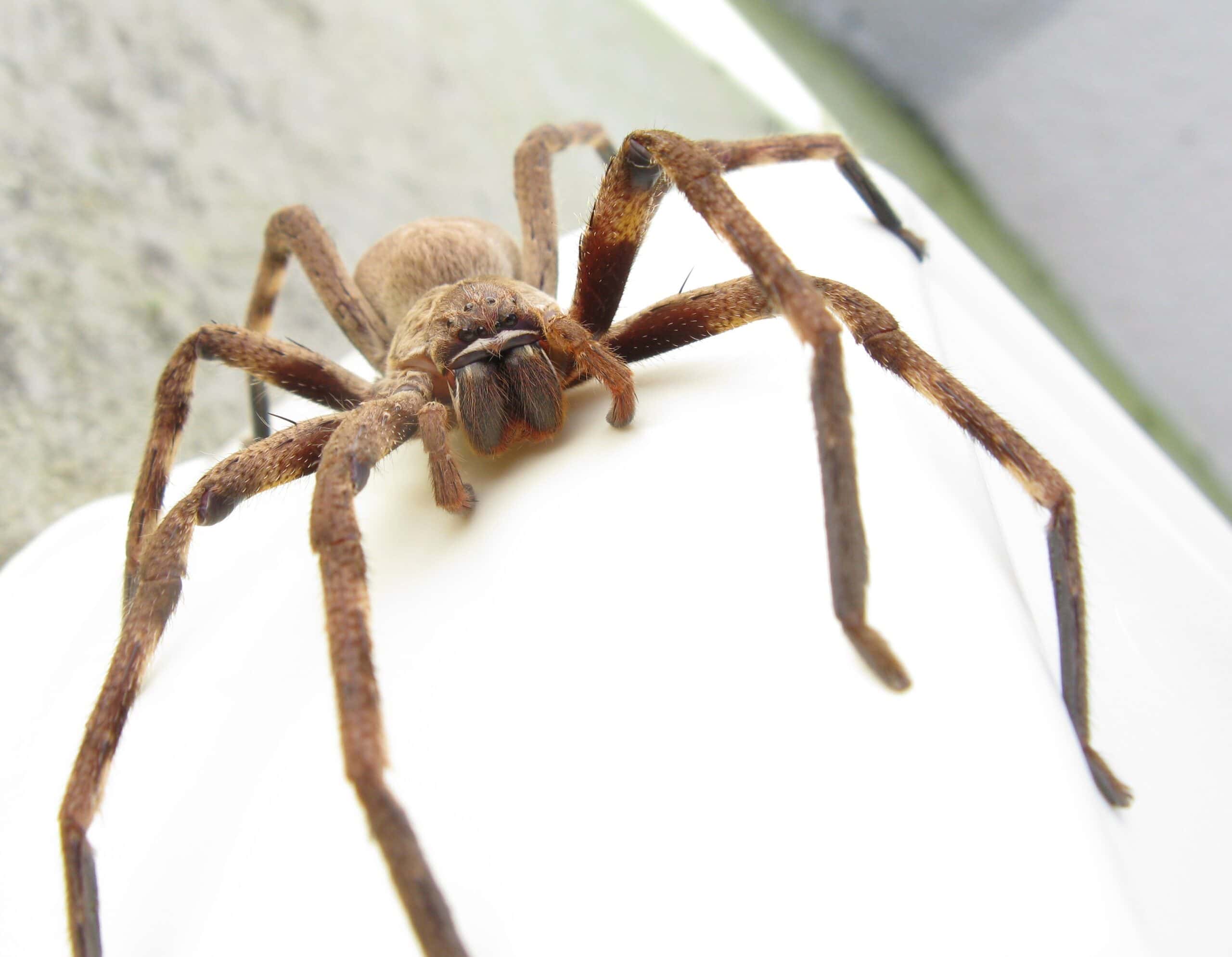 Huntsman Spiders: The Gentle Giants (image credits: wikimedia)