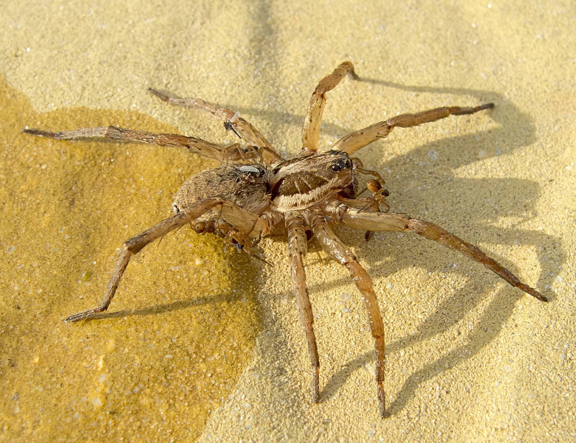 Wolf Spiders: The Misunderstood Hunters (image credits: wikimedia)