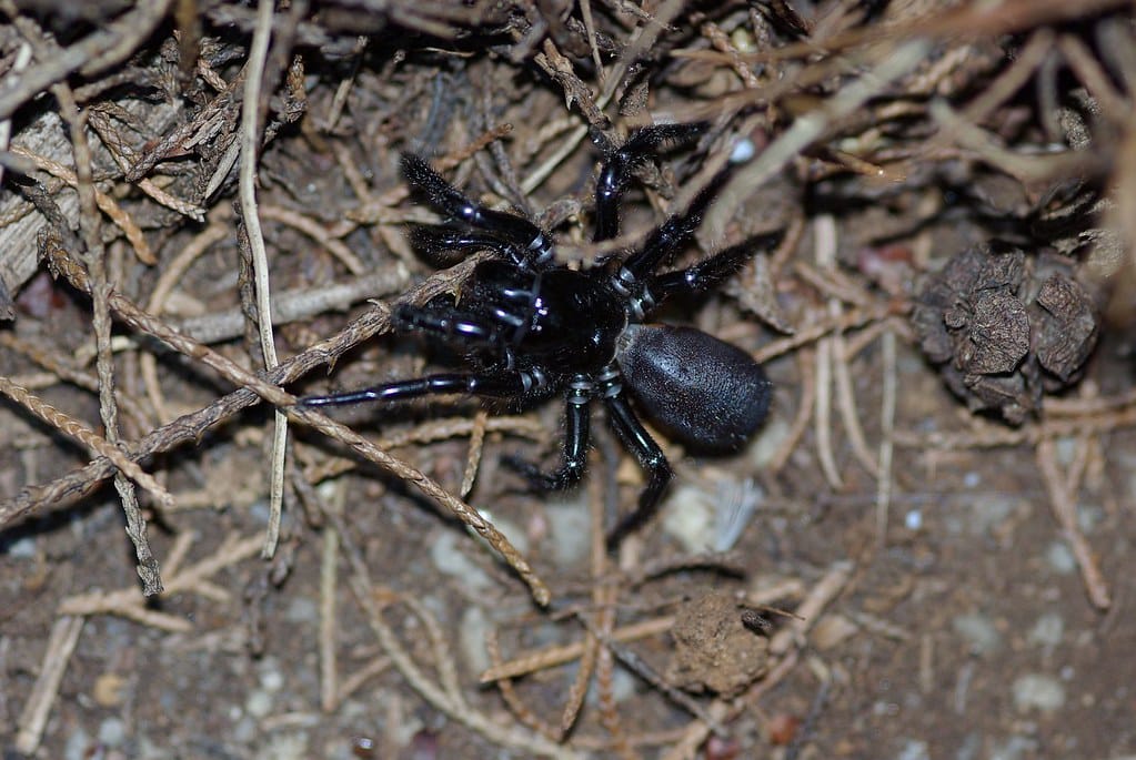 Sydney Funnel-Web: The Exception That Proves the Rule (image credits: flickr)
