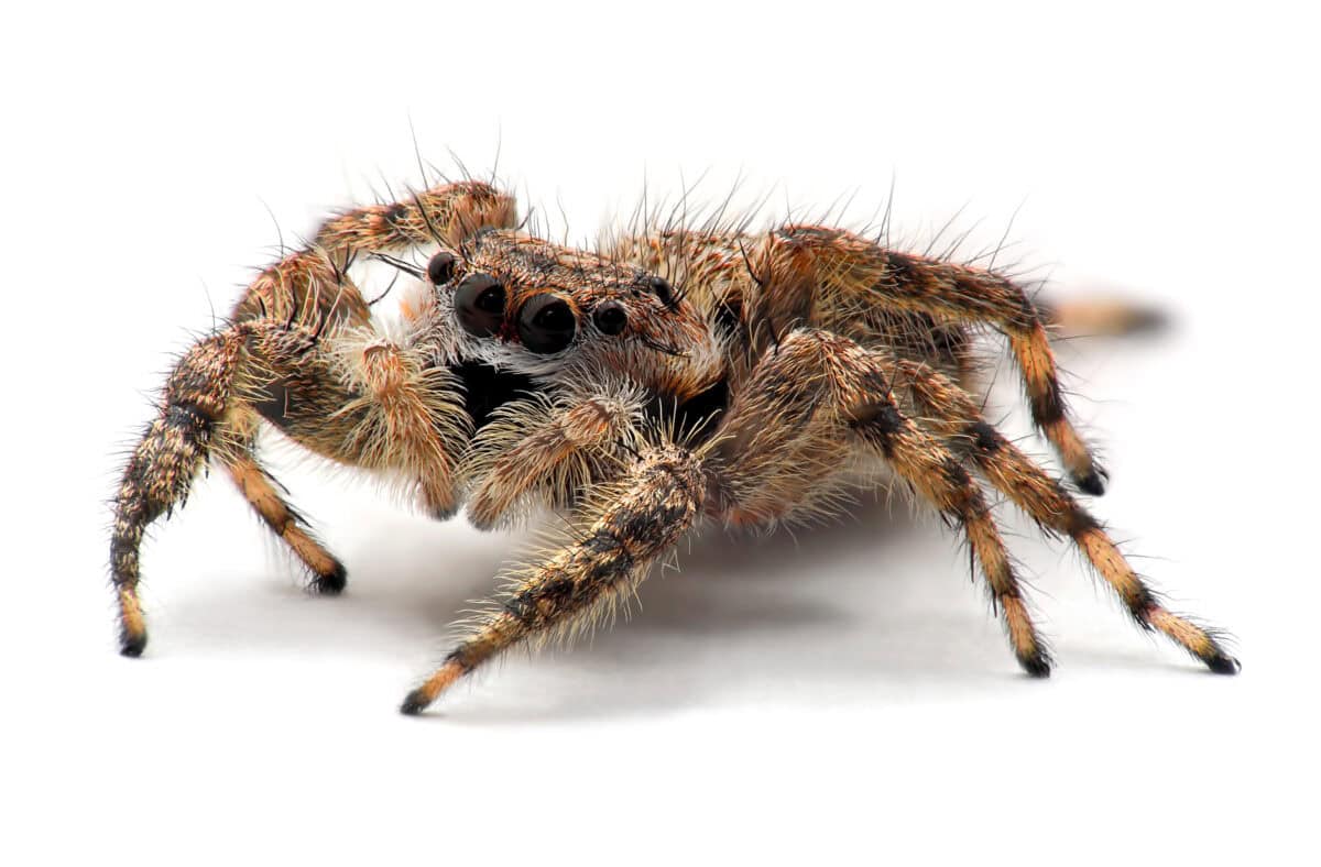 Jumping Spiders: The Charismatic Performers