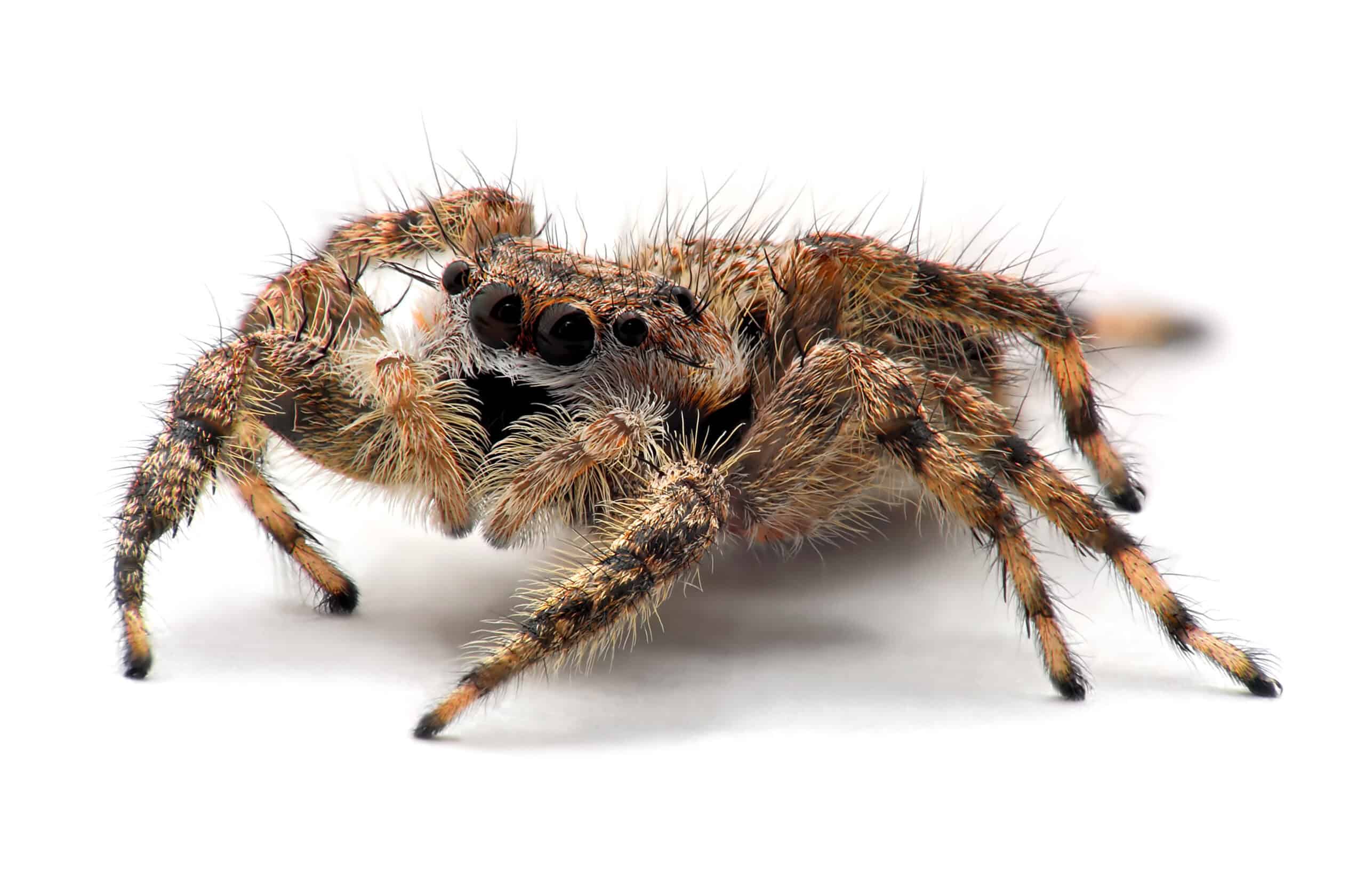 Jumping Spiders: The Charismatic Performers (image credits: wikimedia)