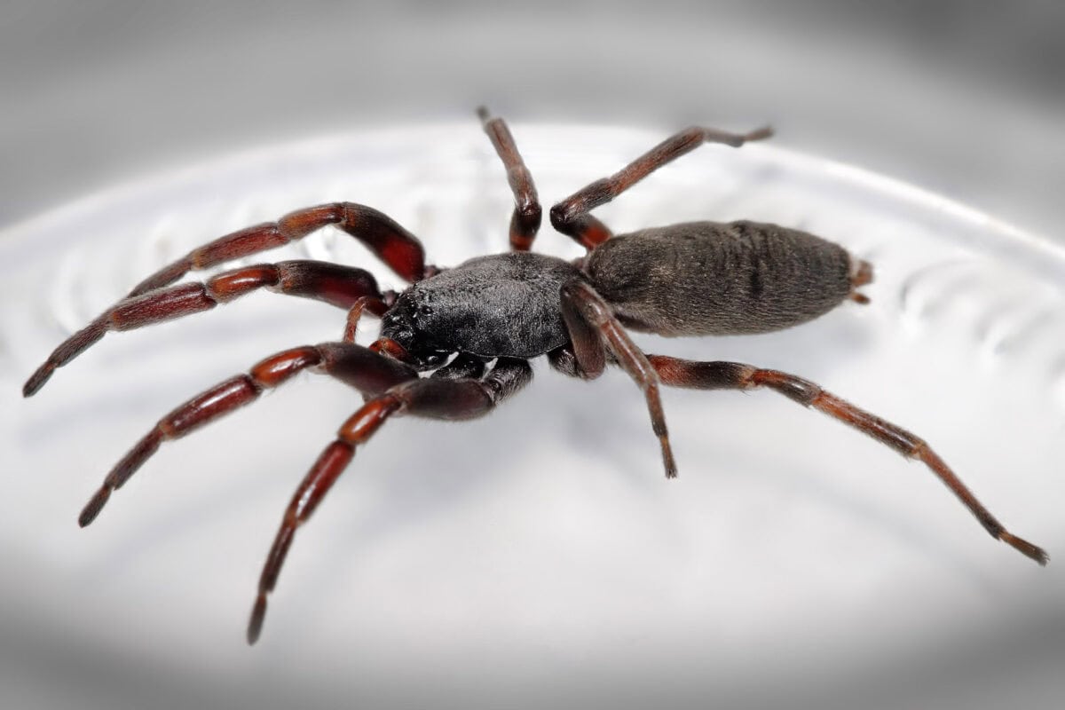 White-Tail Spiders: Debunking the Myths