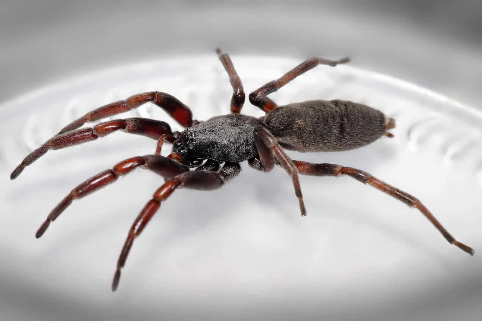 White-Tail Spiders: Debunking the Myths (image credits: wikimedia)