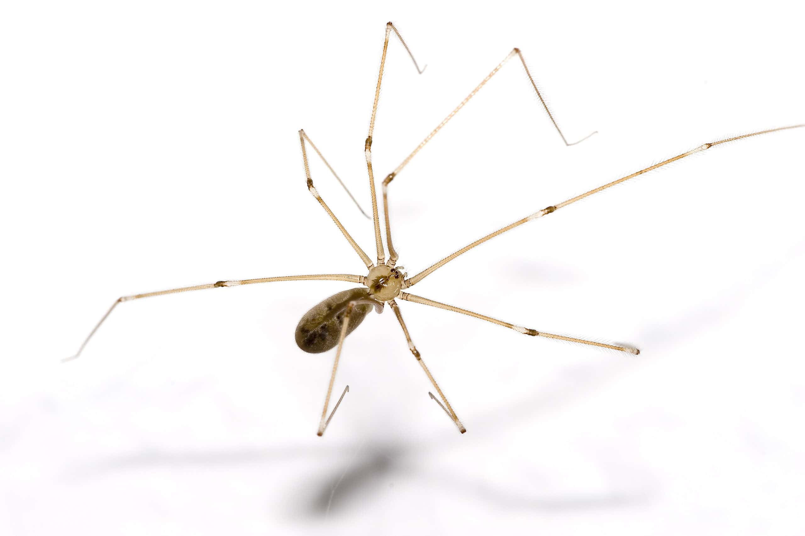 Daddy Long-Legs: The Harmless Helpers (image credits: wikimedia)