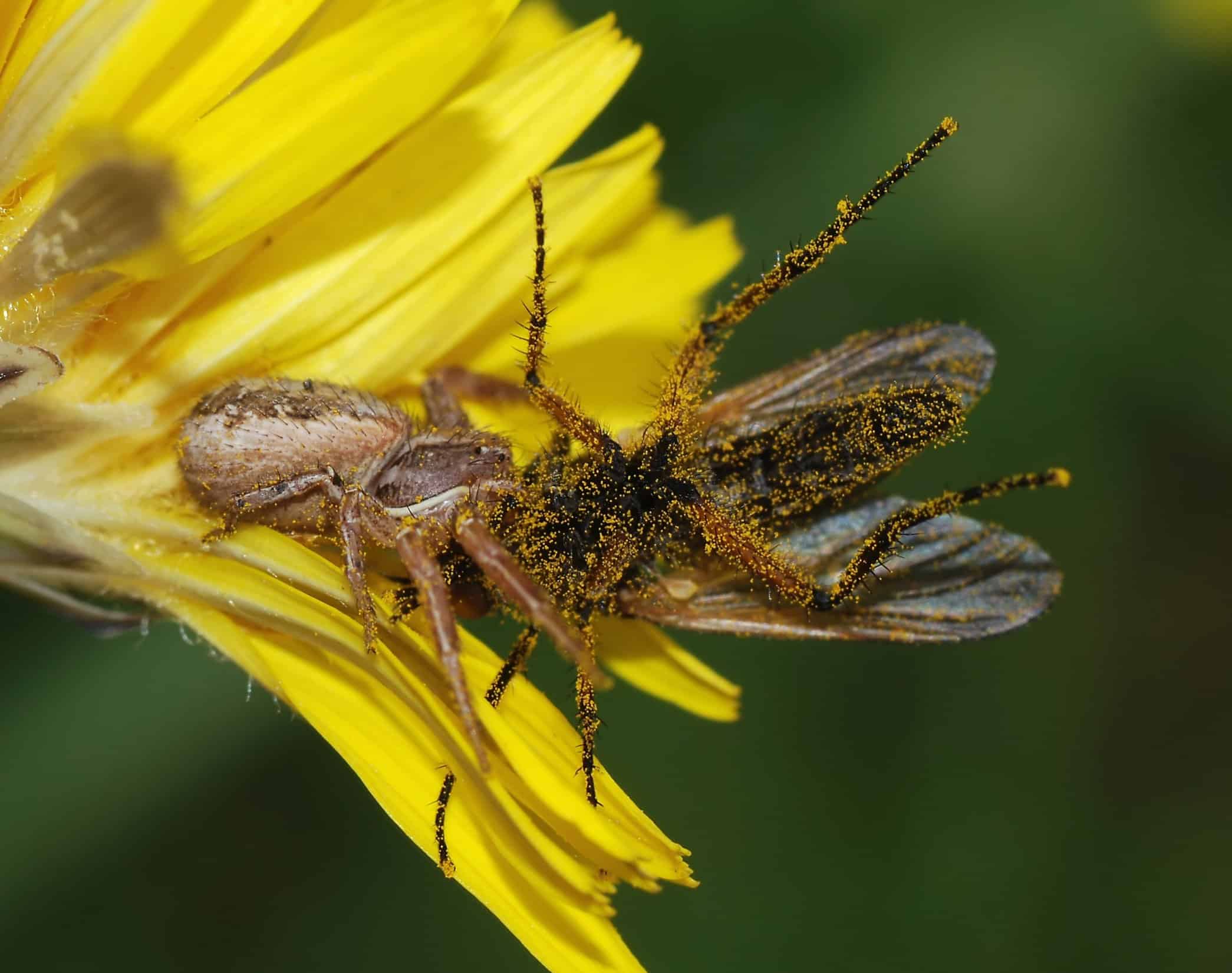 Pest Control: Spiders as Natural Allies (image credits: By Alvesgaspar, CC BY-SA 3.0, https://commons.wikimedia.org/w/index.php?curid=3703356)